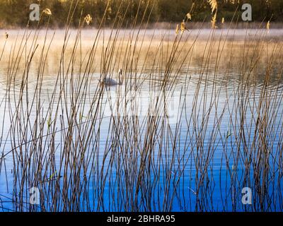 Une image simple et minimaliste prise à travers des roseaux au bord d'un lac sur un matin maltraité tôt. Banque D'Images