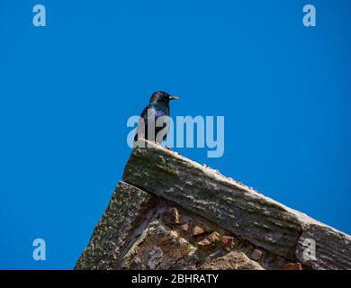 Starling brillant, Sturnus vulgaris, perché sur un toit pignon avec ciel bleu, Écosse, Royaume-Uni Banque D'Images