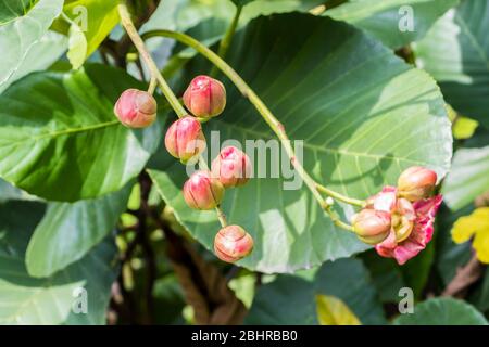 De belles fleurs et bourgeons rouges tropicaux dans les jardins botaniques de Perdana à Kuala Lumpur, en Malaisie. Banque D'Images