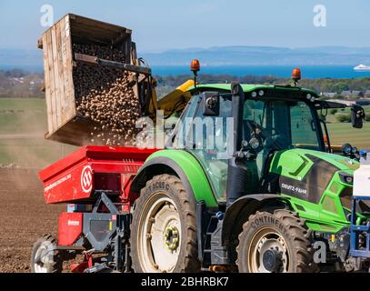 Tracteur chargé de pommes de terre de semence pour planter dans le champ avec vue Firth of Forth, East Lothian, Scotland, UK Banque D'Images