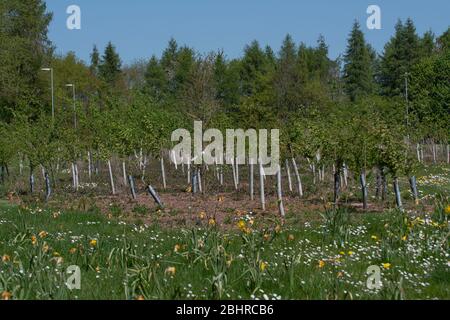 Les jeunes arbres nouvellement plantés Banque D'Images