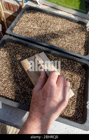 Gros plan de l'homme personne nivellement du compost d'empotage dans un bac à semences prêt à planter des graines au printemps Angleterre Royaume-Uni Royaume-Uni Grande-Bretagne Banque D'Images