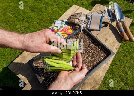 Gros plan de la personne homme semant des haricots nains graines de légumes en empotant du compost dans un bac à semences au printemps Angleterre Royaume-Uni Grande-Bretagne Grande-Bretagne Banque D'Images