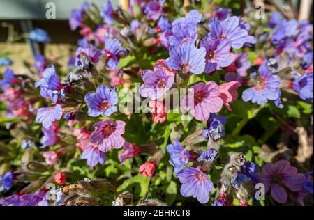Gros plan de bleu violet et rose pulmonaria officinalis Lungwort fleurs florissantes dans une frontière de jardin de printemps Angleterre Royaume-Uni Grande-Bretagne Banque D'Images
