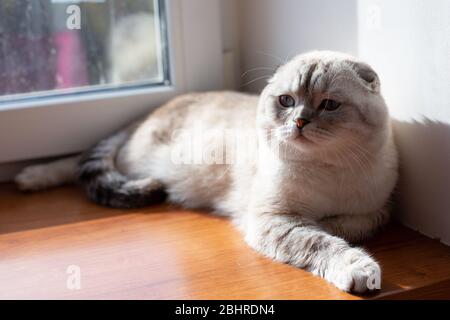 Chat écossais mignon avec les yeux jaunes sur la fenêtre, prenant le soleil à la maison, vue de jour ensoleillée. Chat doux et doux, à la fois rouge et roux sur le rebord de la fenêtre. Banque D'Images
