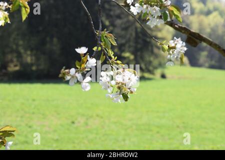 cerisiers sauvages en fleurs blanches Banque D'Images