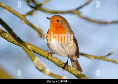 Robin erithacus rubecula, perché dans le sycamore Tree, Aberdeenshire Banque D'Images