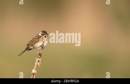 Une femelle de Bunkting de roseau (Emberiza Schoenicline) dans un plumage de reproduction perchée sur une tige de roseau avec un fond propre. Pris dans un petit étang dans le Wiltshire. Banque D'Images