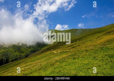 Vaches paissant dans les montagnes au-dessus de Tux, Autriche Banque D'Images