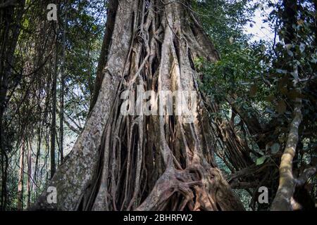 Un ancien Banyan Tree au parc national de Khao Yai, Thaïlande. Banque D'Images