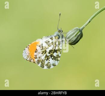 Un papillon à pointe orange mâle (Anthocharis cardamines) qui se rode sur une tête de fleur, pris à Swindon, Wiltshire, Royaume-Uni Banque D'Images