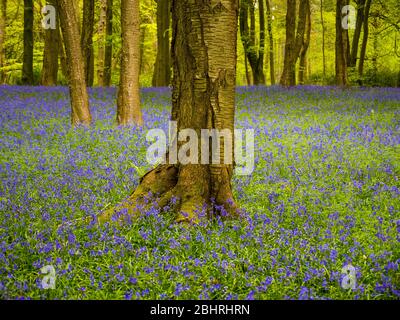 Forêt idyllique, Pocket Piece Wood, Bluebell Wood, The Chilterns, Oxfordshire, Angleterre, Royaume-Uni, GB. Banque D'Images