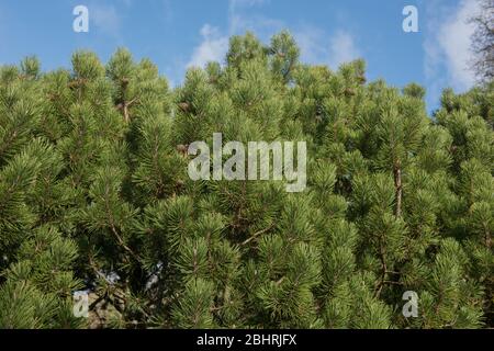 Hiver Foliage du pin de montagne Evergreen Dwarf (Pinus mugo 'Trompenburg') dans un jardin dans le Devon rural, Angleterre, Royaume-Uni Banque D'Images