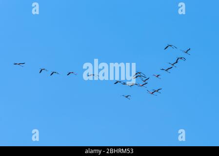 Troupeau de Flamingos en vol dans la réserve naturelle de Vendicari en Sicile, Italie. Groupe de Flamingos roses voler contre fond bleu clair. Banque D'Images