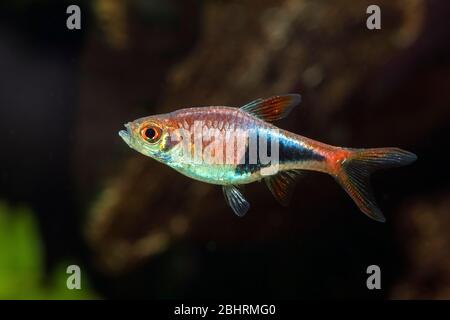 Arlequin Rasbora (Trigonostigma heteromorpha) dans un aquarium d'eau douce Banque D'Images