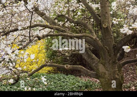 Magnolia x loebneri 'errill' avec fleurs blanches et floraison jaune Forsythia 'mêlée d'Or arbuste au printemps, jardin botanique de Montréal, Québec Banque D'Images