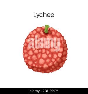 Fruits exotiques lychee. Plats frais et héleux. Illustration vectorielle isolée sur blanc Illustration de Vecteur