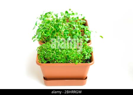 Microgreens de raifort rouge dans un bol. Jeunes plantes, semis et germes. Photo macro-alimentaire, pousses vertes, saine alimentation, végétaliens, gros plan d'au-dessus de blanc. Concept Biophile. Jardin de seuil de fenêtre. Banque D'Images