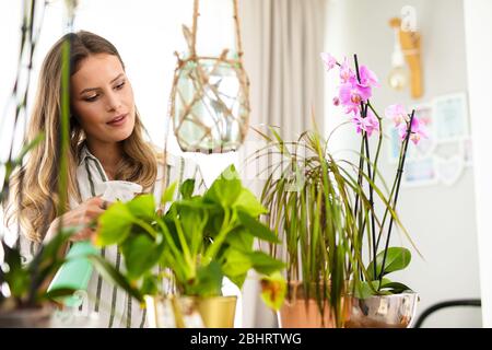 les plantes de maison ont besoin d'attention, la jeune femme vaporise de l'eau sur les plantes qui sont à l'intérieur de la maison Banque D'Images