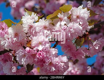 Girofle japonais Cerisier, Prunus serrulata, la floraison au printemps Banque D'Images