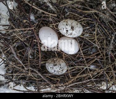 Œufs de pigeon abandonnés dans un nid. Banque D'Images