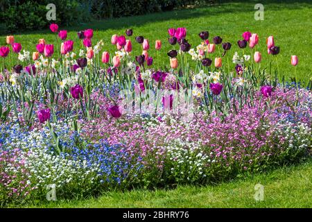 Une émeute de couleur dans les jardins inférieurs de Bournemouth, avec des tulipes de fleurs colorées et bleu rose et blanc oubliez moi nots à Bournemouth, Dorset UK en avril Banque D'Images