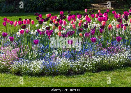 Une émeute de couleur dans les jardins inférieurs de Bournemouth, avec des tulipes de fleurs colorées et bleu rose et blanc oubliez moi nots à Bournemouth, Dorset UK en avril Banque D'Images