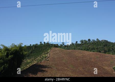 Champs et plantations de café dans les Andes colombiennes. Monténégro, niché entre les montagnes de la Cordillera Central, en Colombie. Zone de h Banque D'Images