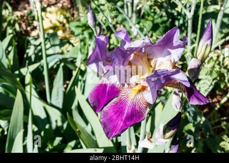 Gros plan d'un iris pourpre dans un jardin de fleurs sauvages Banque D'Images