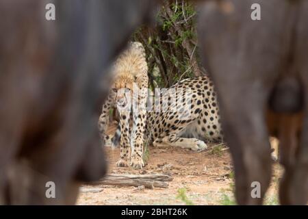 Cheetah (Acinonyx jubatus), un cub faisant face à un groupe de Buffalos africains, Mpumalanga, Afrique du Sud Banque D'Images