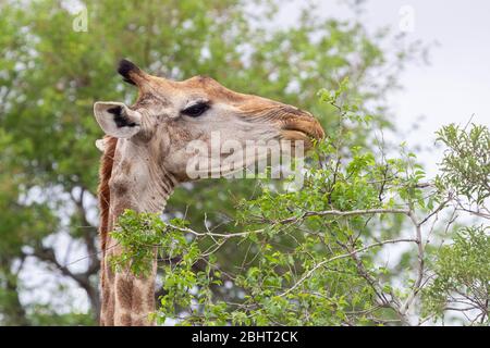 Giraffe (Giraffa camelopardarlis giraffa), gros plan d'un adulte se nourrissant sur les feuilles, Mpumalanga, Afrique du Sud Banque D'Images