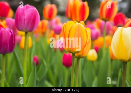 Lit de Tulipa coloré - Tulips avec un foyer sélectif sur l'orange Tulipa Banque D'Images