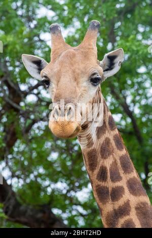 Giraffe (Giraffa camelopardarlis giraffa), près de la tête d'un adulte, Mpumalanga, Afrique du Sud Banque D'Images