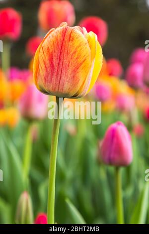 ok lit de Tulipa coloré - Tulips avec l'accent sélectif sur le jaune et l'orange Tulipa Banque D'Images