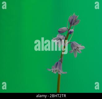 Fleur unique de la jacinthoides de bluebell ou de la bluebell espagnole, vue sur fond vert en avril. Banque D'Images