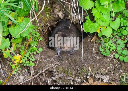 Bridgport, Dorset, Royaume-Uni. 27 avril 2020. Météo britannique. Un vole d'eau sur la rive de l'Asker de la rivière à Bridgport à Dorset, un après-midi chaud avec un soleil voilé. Crédit photo : Graham Hunt/Alay Live News Banque D'Images