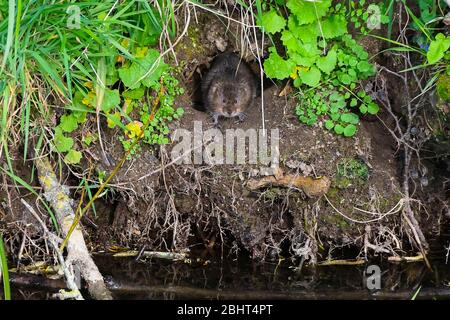 Bridgport, Dorset, Royaume-Uni. 27 avril 2020. Météo britannique. Un vole d'eau sur la rive de l'Asker de la rivière à Bridgport à Dorset, un après-midi chaud avec un soleil voilé. Crédit photo : Graham Hunt/Alay Live News Banque D'Images