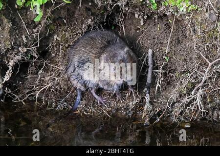 Bridgport, Dorset, Royaume-Uni. 27 avril 2020. Météo britannique. Un vole d'eau sur la rive de l'Asker de la rivière à Bridgport à Dorset, un après-midi chaud avec un soleil voilé. Crédit photo : Graham Hunt/Alay Live News Banque D'Images