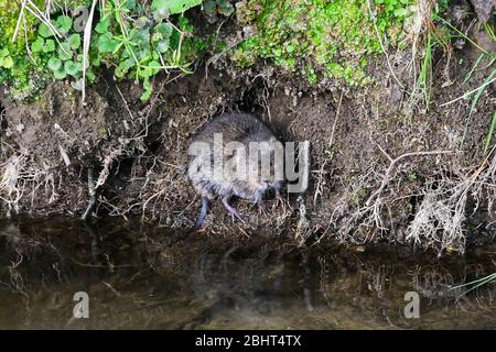 Bridgport, Dorset, Royaume-Uni. 27 avril 2020. Météo britannique. Un vole d'eau sur la rive de l'Asker de la rivière à Bridgport à Dorset, un après-midi chaud avec un soleil voilé. Crédit photo : Graham Hunt/Alay Live News Banque D'Images