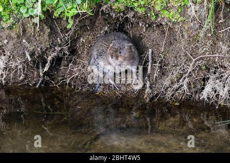 Bridgport, Dorset, Royaume-Uni. 27 avril 2020. Météo britannique. Un vole d'eau sur la rive de l'Asker de la rivière à Bridgport à Dorset, un après-midi chaud avec un soleil voilé. Crédit photo : Graham Hunt/Alay Live News Banque D'Images