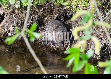 Bridgport, Dorset, Royaume-Uni. 27 avril 2020. Météo britannique. Un vole d'eau sur la rive de l'Asker de la rivière à Bridgport à Dorset, un après-midi chaud avec un soleil voilé. Crédit photo : Graham Hunt/Alay Live News Banque D'Images