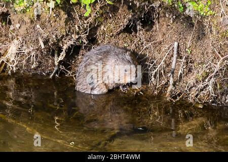 Bridgport, Dorset, Royaume-Uni. 27 avril 2020. Météo britannique. Un vole d'eau sur la rive de l'Asker de la rivière à Bridgport à Dorset, un après-midi chaud avec un soleil voilé. Crédit photo : Graham Hunt/Alay Live News Banque D'Images