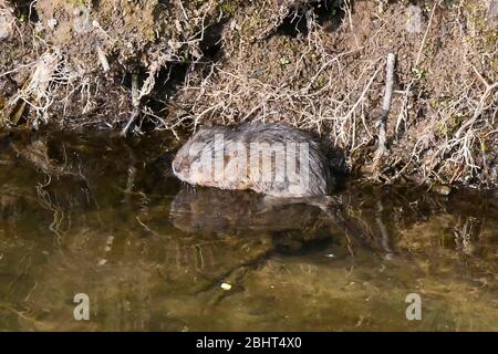 Bridgport, Dorset, Royaume-Uni. 27 avril 2020. Météo britannique. Un vole d'eau sur la rive de l'Asker de la rivière à Bridgport à Dorset, un après-midi chaud avec un soleil voilé. Crédit photo : Graham Hunt/Alay Live News Banque D'Images