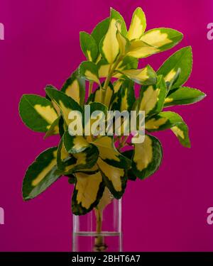 Feuilles jaunes et vertes variétées voir dans un vase. Banque D'Images