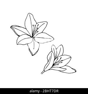 Fleurs de lys. Illustration vectorielle isolée sur fond blanc. Banque D'Images