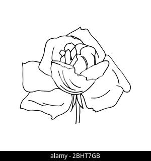 Illustration rose. Illustration vectorielle isolée sur fond blanc. Banque D'Images