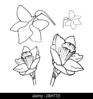 Jeu de dessins Daffodil isolé sur fond blanc. Illustration des narcisses d'esquisse vectorielle. Narcisse en fleur. Encre peint narcisse fleurs sur blanc. Banque D'Images