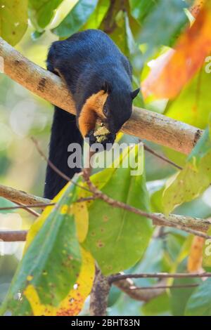 Squirrel géant noir - Ratufa bicolor, beau grand écureuil des forêts et des bois d'Asie du Sud-est, Penang, Malaisie. Banque D'Images