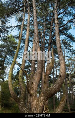PIN de Monterey (Pinus radiata Photo Stock - Alamy