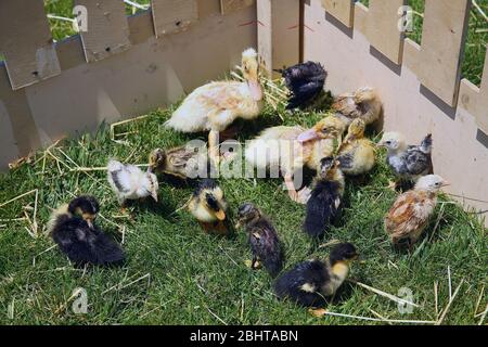 Les petites canettes, les poussins se sont rassemblés dans le coin de la cage en bois. Les canards étaient nichés parce qu'ils étaient très chauds. Canard brun Elloand Banque D'Images